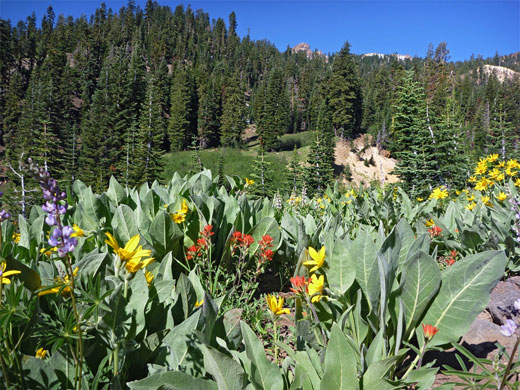 Flowers near the Ridge Lakes trailhead