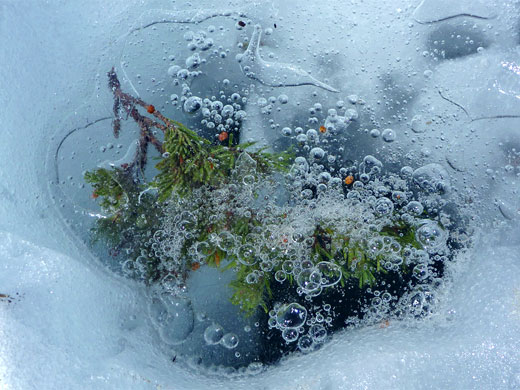 Pine twig in ice