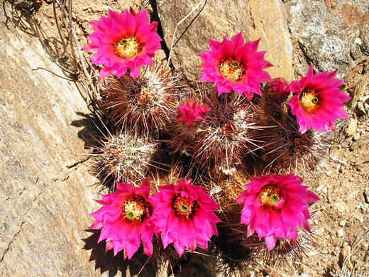 Engelmann's hedgehog cactus, Joshua Tree National Park