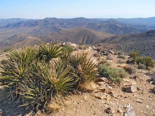 Banana yucca, on the summit