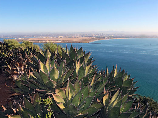 Group of coastal agave stems