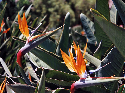 Flowers at San Juan Capistrano