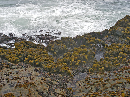 Sea palms