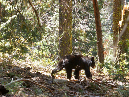 Black bear along the trail