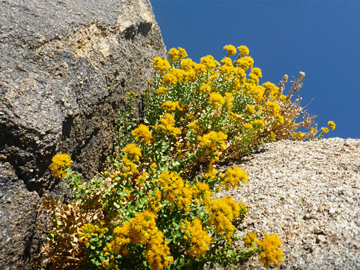 Goldenbush