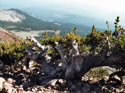 Ancient pine tree