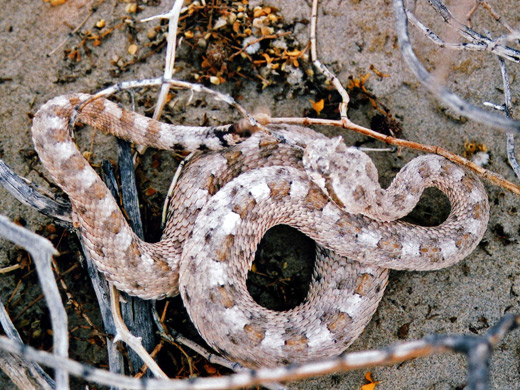 Sidewinder in the dunes