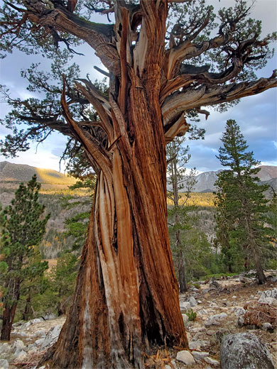 Sierra juniper