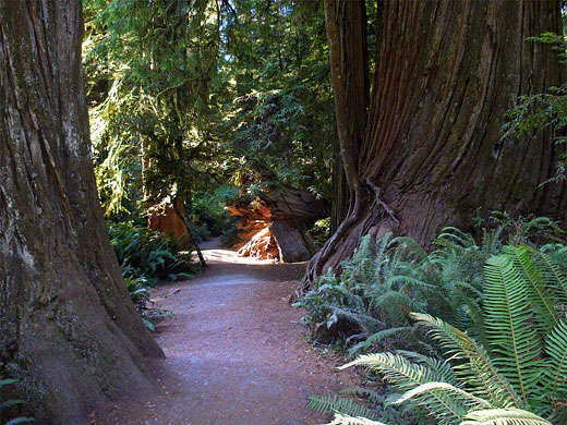 Simpson-Reed Trail, California