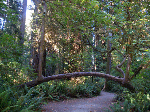 Curving tree trunk, Simpson Reed Trail