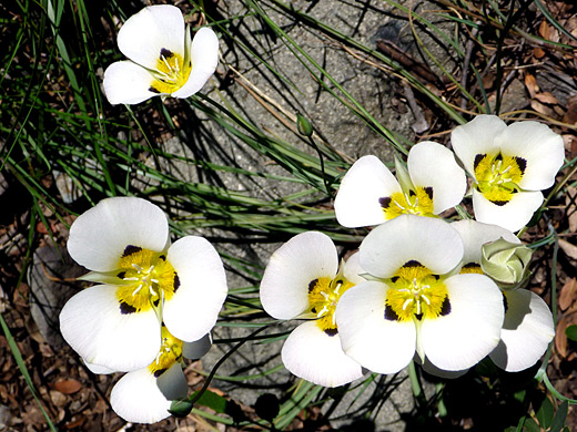 Smokey Mariposa; Cluster of smokey mariposa flowers, along the Glen Alpine Trail near Lake Tahoe, California