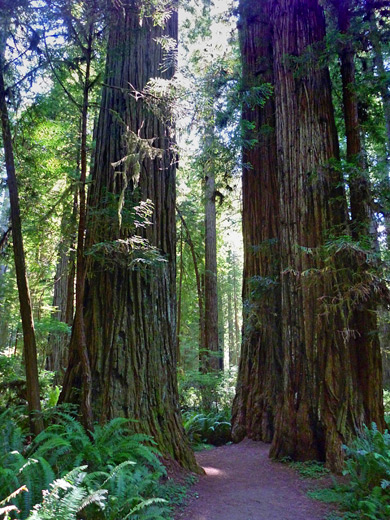 South Fork Trail