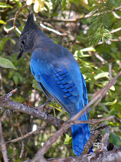 Stellers jay