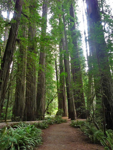 Dark forest in the Stout Grove