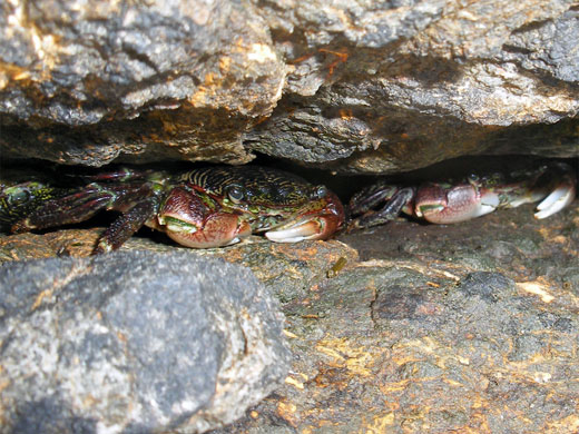 Crabs in a crevice, MacKerricher State Park