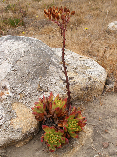 Succulent (dudleya farinosa) with flower stalk