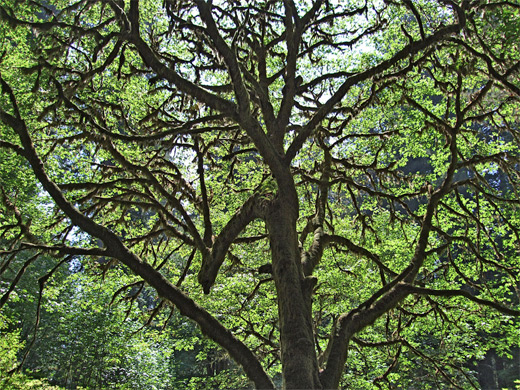 Sun and leaves