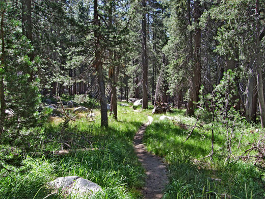 Woodland beside the creek
