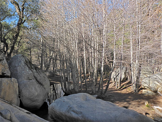 Leafless trees