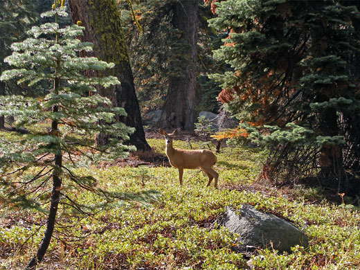 Mule deer