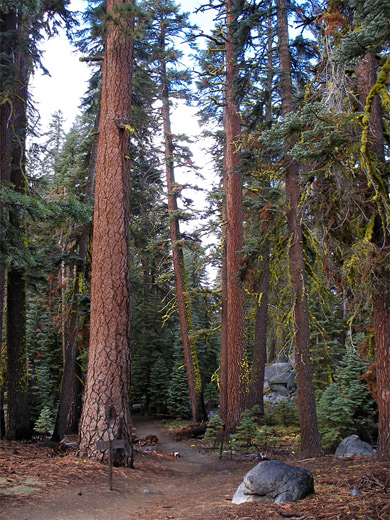 Trail junction, Taft Point and Pohono trails