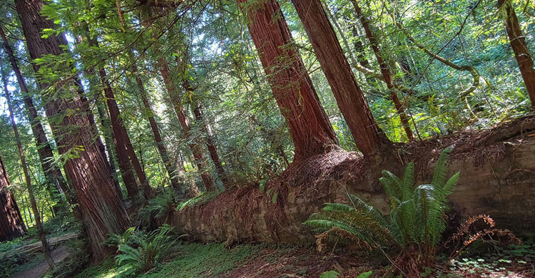 Ancient fallen redwood trunk along the Tall Trees Trail