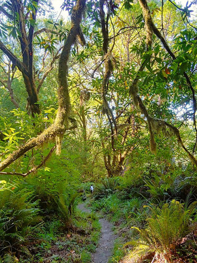 Branches above the trail