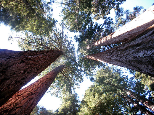 Tall trees near Circle Meadow