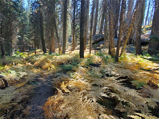 Ferns