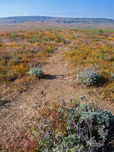 Poppies and lupine at Tehachapi Vista