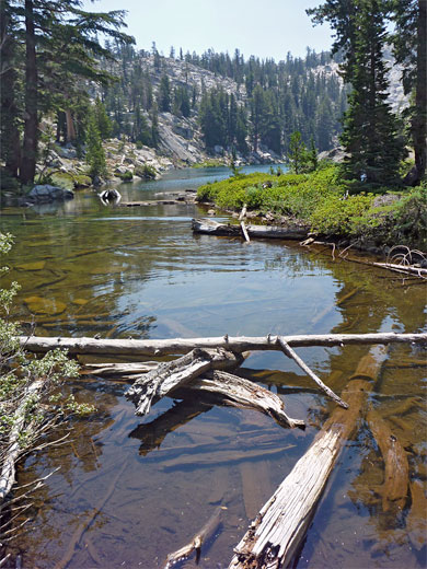 Logs in the water