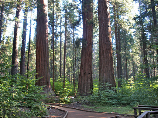 Three sequoia