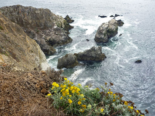 Flowers of eriophyllum staechadifolium on the bluffs