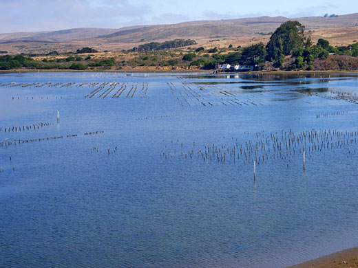 Oyster beds