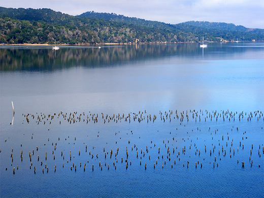 Posts in the water, Tomales Bay