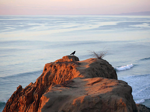 Bird on a bluff, at sunset