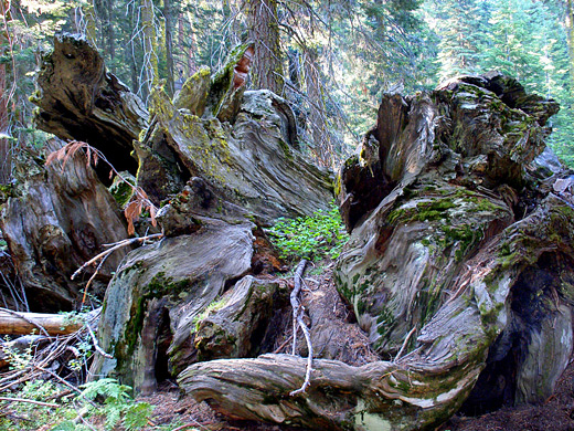 Sequoia National Park