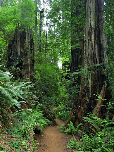 Path through the redwood forest