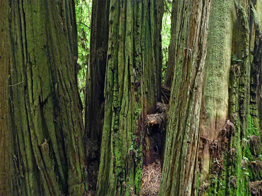Closely-spaced trunks, Redwood National Park