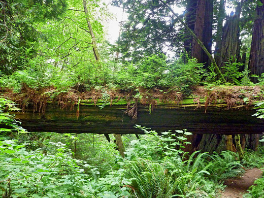 Tree bridge