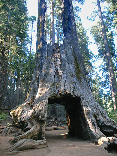 Tuolumne Grove