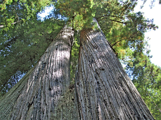 Twin redwoods