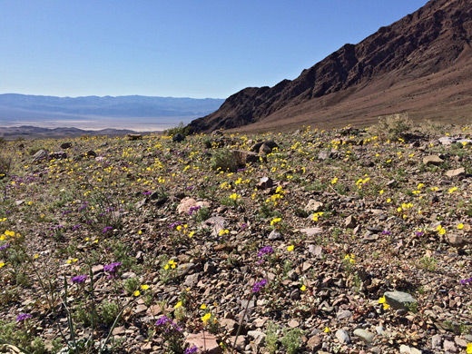 Wildflowers below Ubehebe Crater