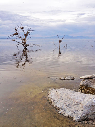 Trees in the water