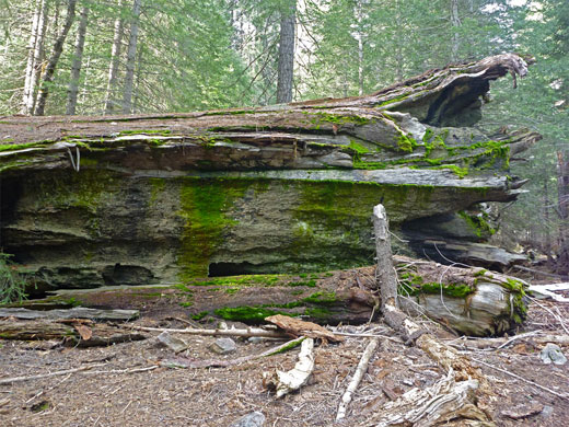 Moss growing around the base of a fallen sequoia