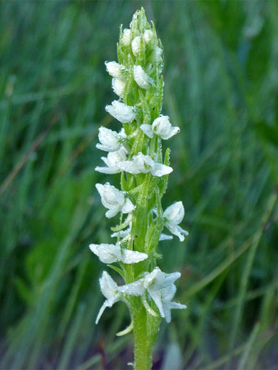 White Bog Orchid
