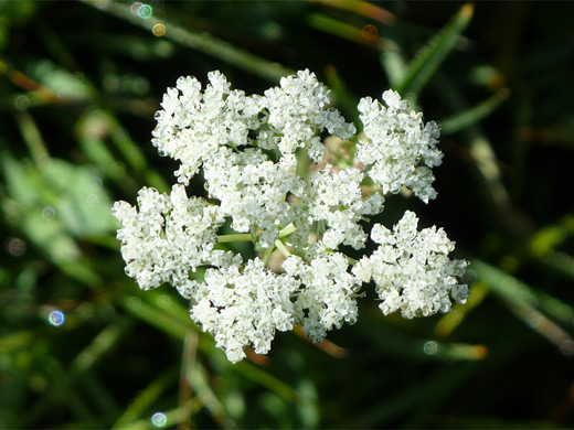 Parish's Yampah ; Delicate white flowers of perideridia parishii (Parish's yampah), Paradise Meadows, Lassen Volcanic National Park, California