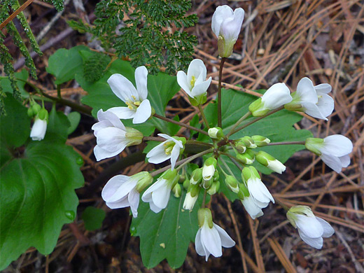 Brewer's bittercress; White flowers of cardamine breweri, Giant Sequoia National Monument, California