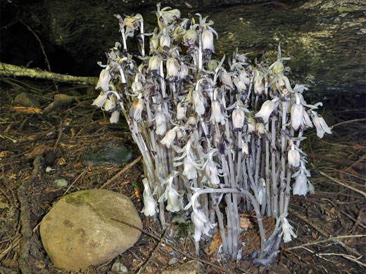 Indian Pipe; Strange white flowers of Indian pipe (monotropa uniflora), Prairie Creek Redwoods State Park, California