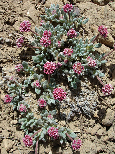 Cushion buckwheat